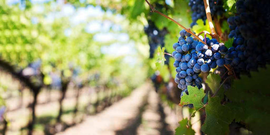 The Culinary Renaissance of Prince Edward County: A Food Haven on the Rise