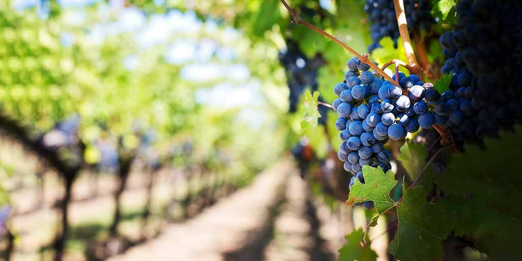 The Culinary Renaissance of Prince Edward County: A Food Haven on the Rise